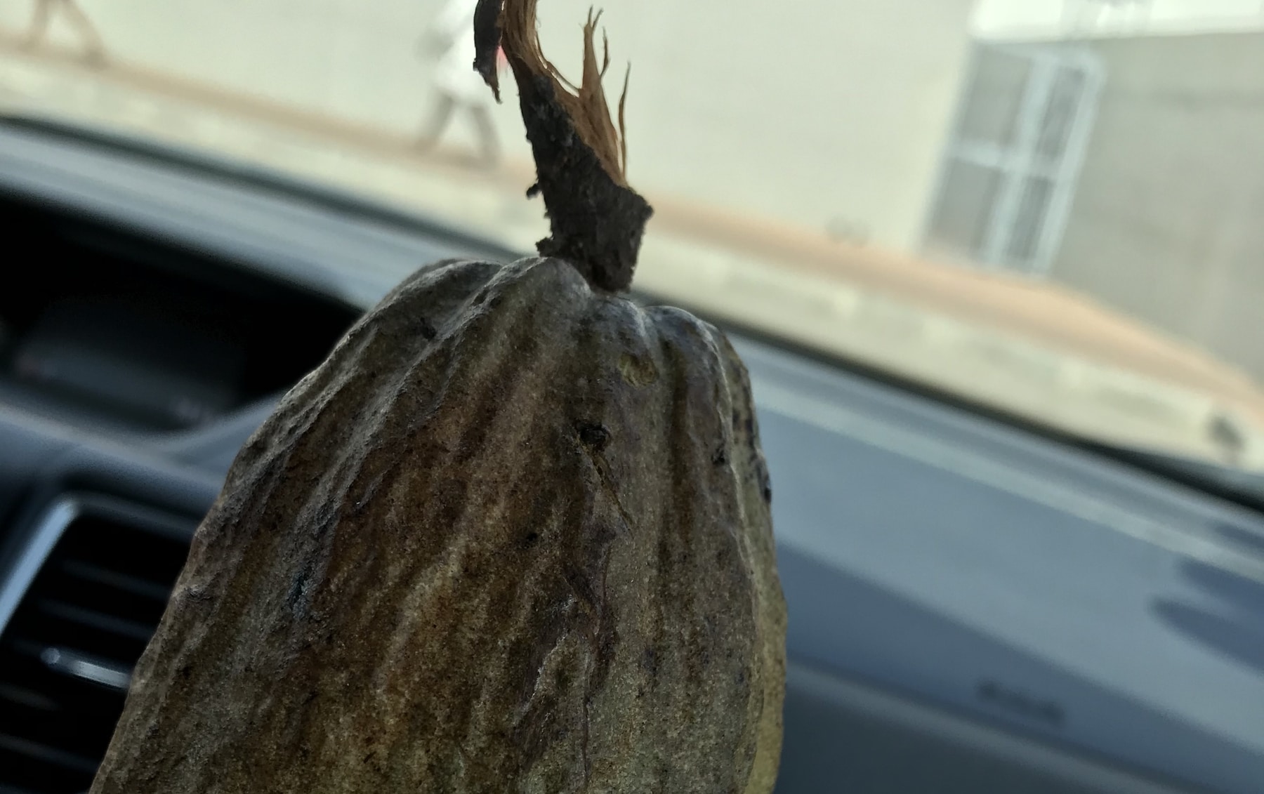 A Green cocoa pod in a car