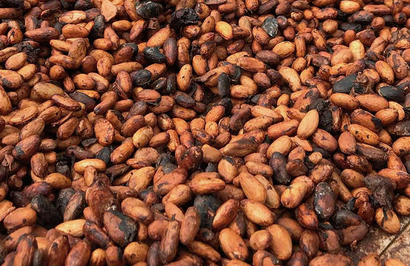 Orange and black cocoa beans in Ghana