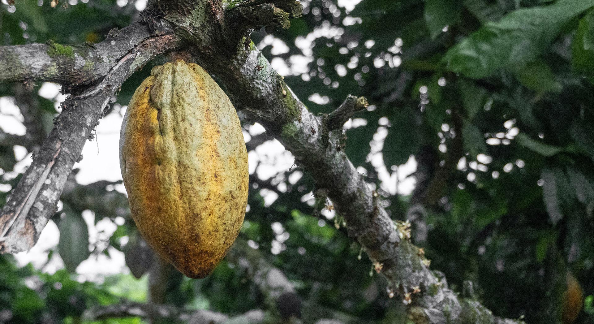 cocoa pod hanging on tree