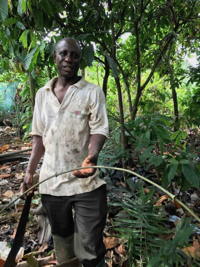 Cocoa farmer Daniel Aboagye shows me a vine from "yam under cocoa," a tuber that grows beneath cocoa trees