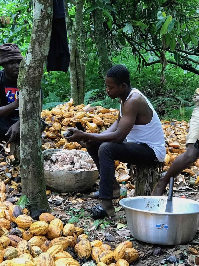 Cocoa farmer John Adamnor breaks cocoa pods while chatting with a neighbor
