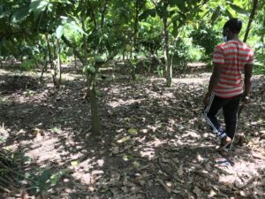 Cocoa farmer walking on farm holding cutlass.